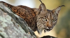 Cum se vânează trot?